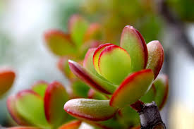 Jade Plant Live Cutting 2-3 Inch | Crassula ovata Succulent for Propagation