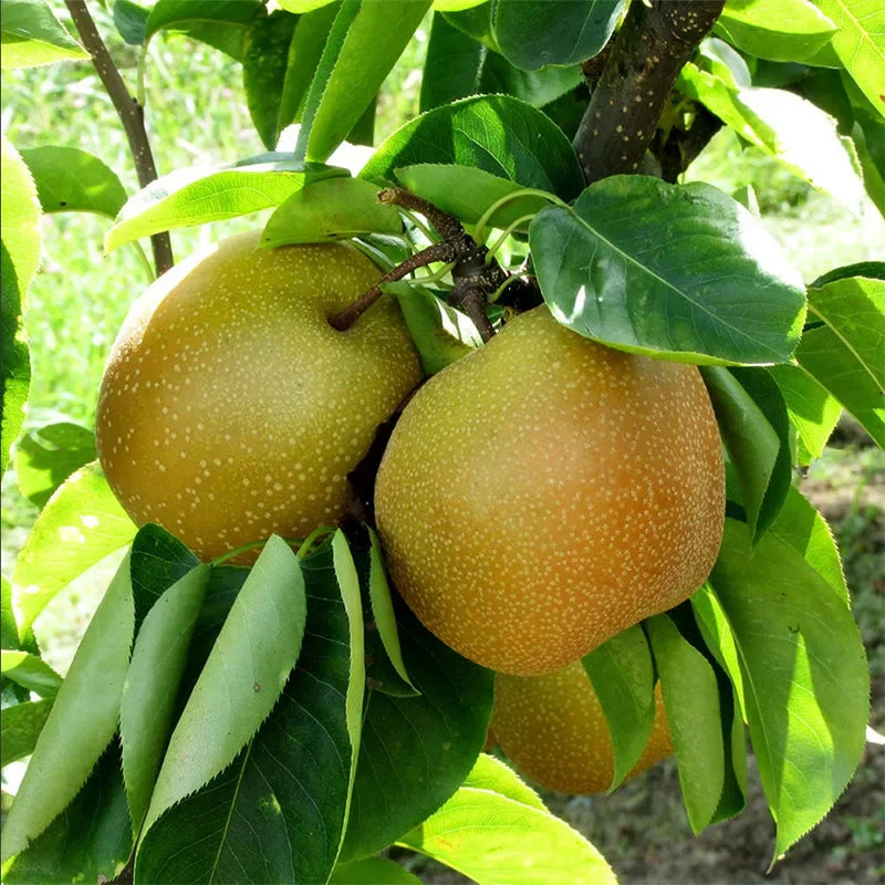 Shinseiki Asian Pear Tree Bare Root 2ft Tall Self-Pollinating Juicy Fruit Pyrus pyrifolia