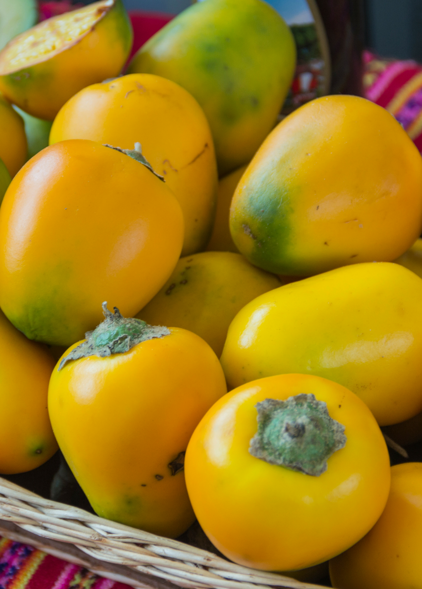 Cocona Plant - Tropical Fruiting Shrub with Thornless Foliage Solanum sessiliflorum