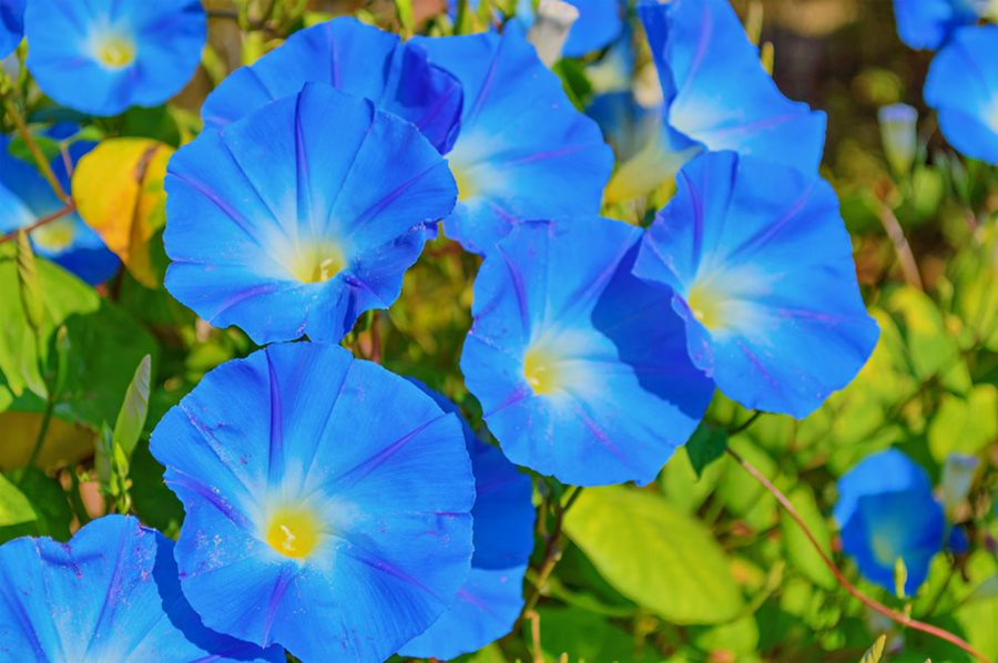 Heavenly Blue Morning Glory Seeds | Sky Blue Climbing Vine | Ipomoea tricolor | Fast-Growing Annual for Fences & Trellises