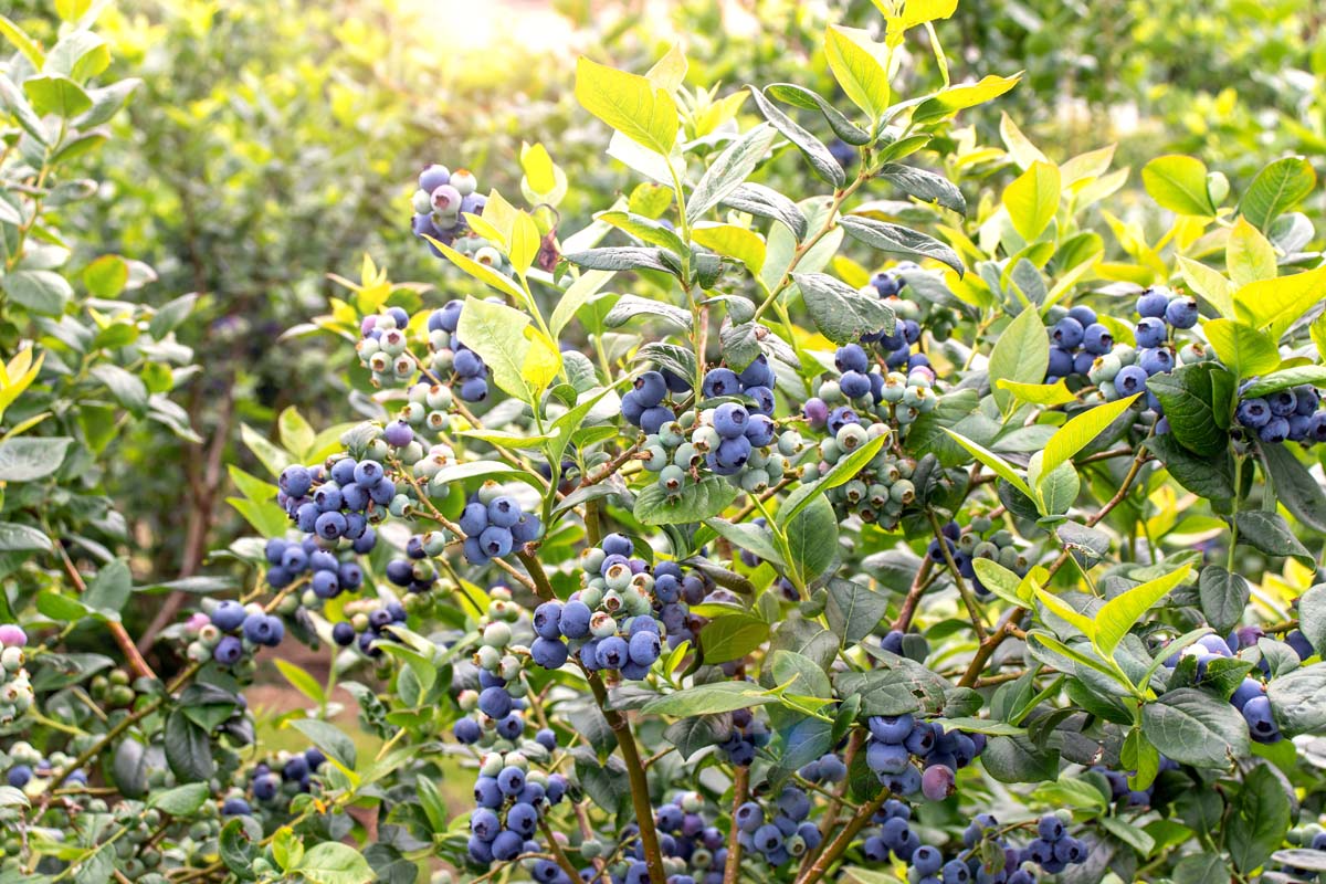 Blueberry Plants Rooted Cuttings 1-2 Years Old - Duke, Bluecrop, Jersey Varieties - USA Grown, Edible Garden, Berry Bushes
