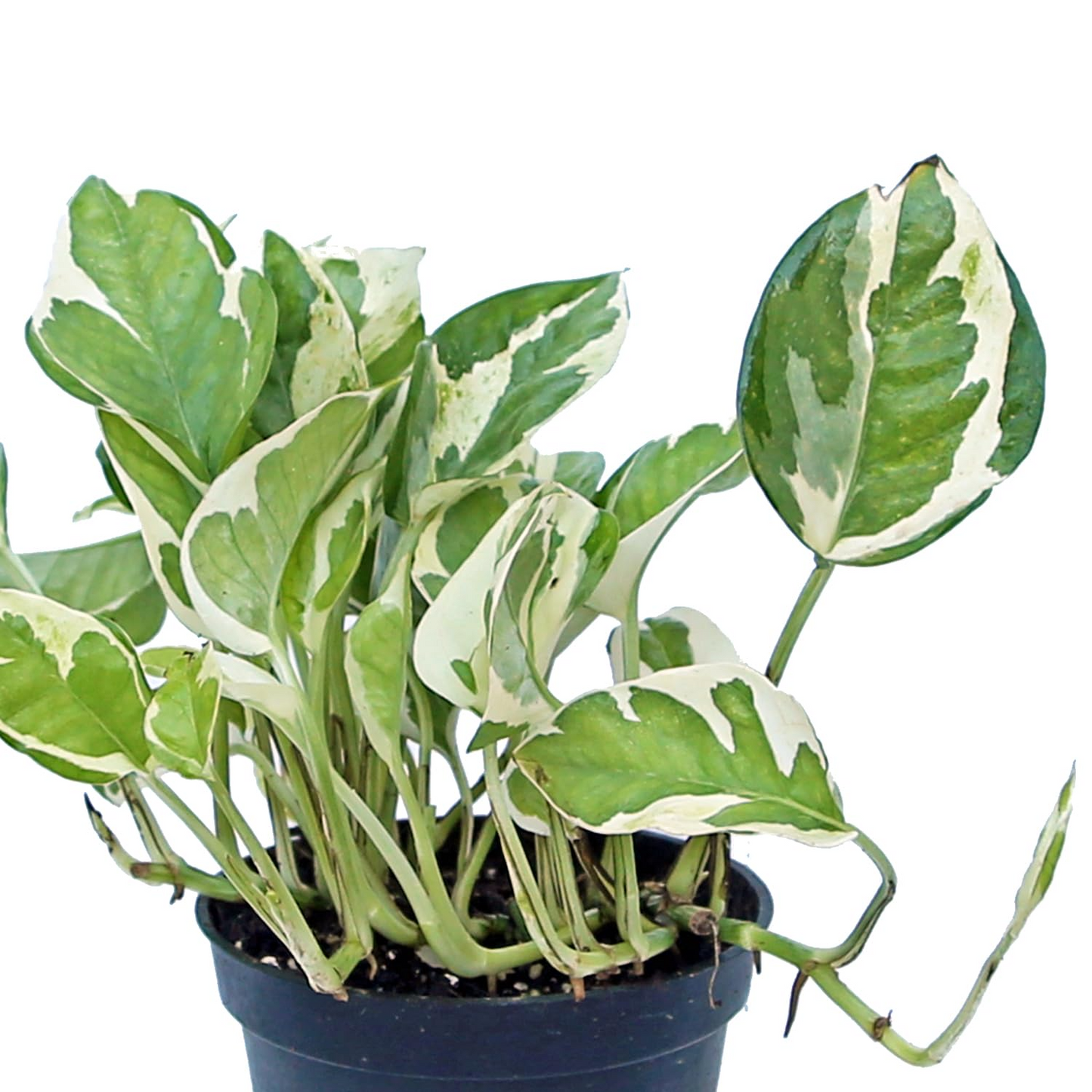 Pothos Pearls and Jade Cuttings - 3 Variegated Epipremnum aureum Houseplant Trailing Vine Indoor Plant