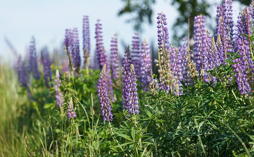 Lupinus Seeds - Wild Alaska Harvested Perennial Flower, Nitrogen Fixer, Mixed Colors, Lupinus spp.