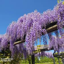 10 Purple Wisteria Unrooted Cuttings 6" Wisteria sinensis for Garden Vines & Pergolas