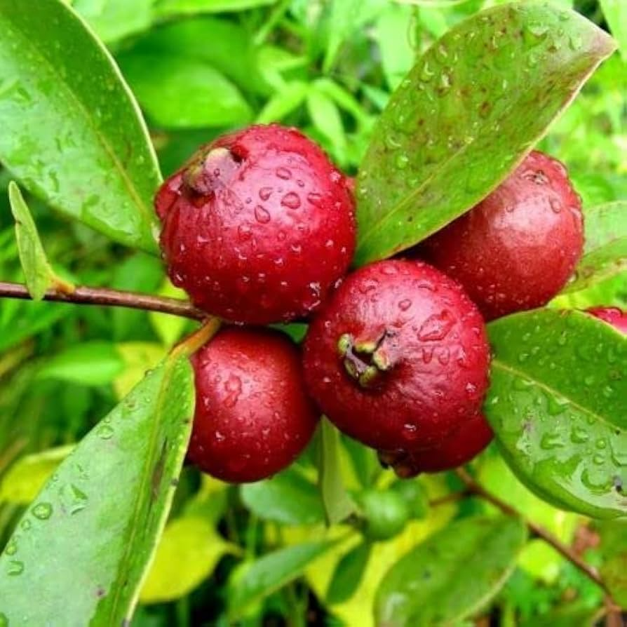 Cattley Strawberry Guava Seedlings 7-12" Tropical Edible Fruit Plant Psidium Cattleianum