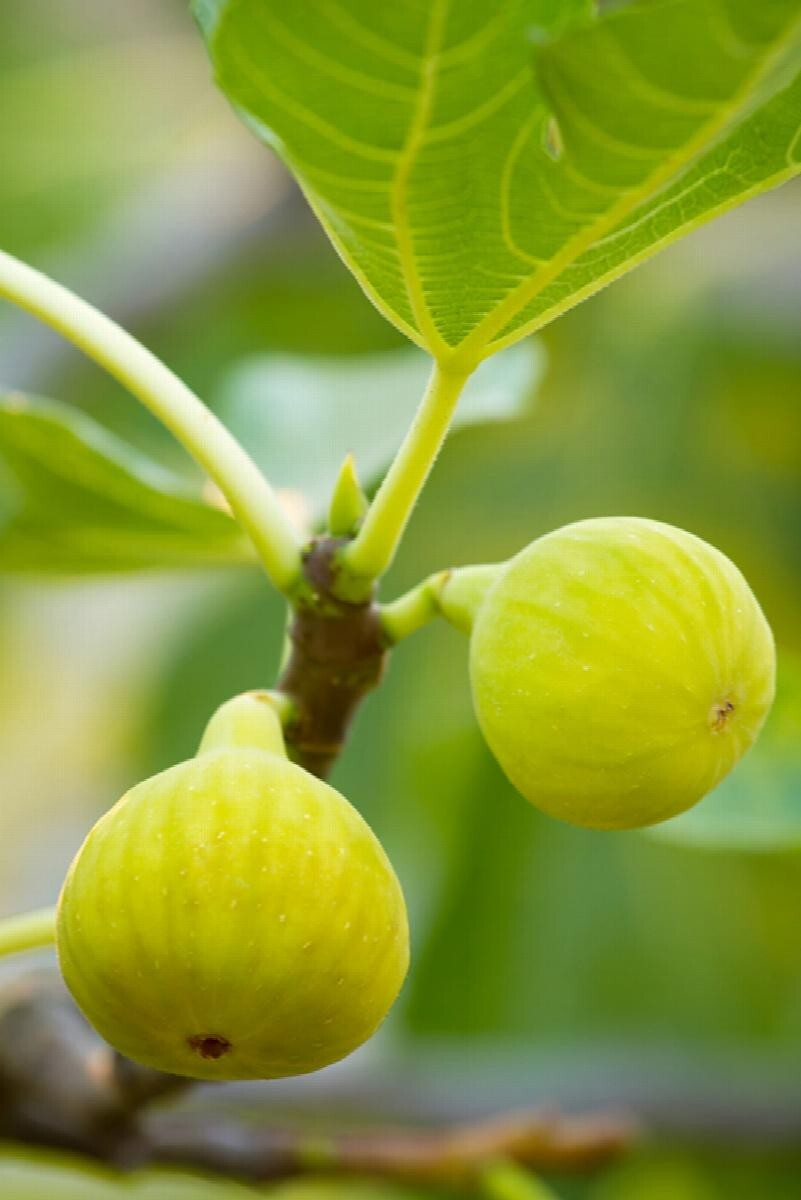 Desert King Fig Cuttings - 5 Pcs Self-Fertile Ficus carica 'Desert King' with Free Willow Water, Fast-Growing, Rain-Resistant, Zone 7-10