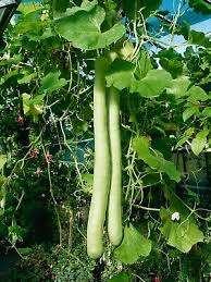 Snake Gourd Seeds - Edible, Long, Non-GMO, Heirloom, Lagenaria siceraria, Vegetable Garden Plant, Cooking, Unique Vine