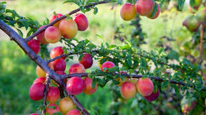 Japanese Red & Yellow Plum Cuttings Prunus salicina Edible Fruit White Spring Flowers USDA Zones 5-9