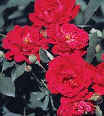 Rosa 'Blaze Improved' Climbing Rose Cuttings - Pink Flowering Deciduous Vine, 6 Rooted Plants, USDA Zones 5-9