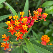 Blood Flower Milkweed Seeds | Asclepias curassavica | Monarch Butterfly Host Plant with Red & Orange Blooms | Non-GMO Seeds