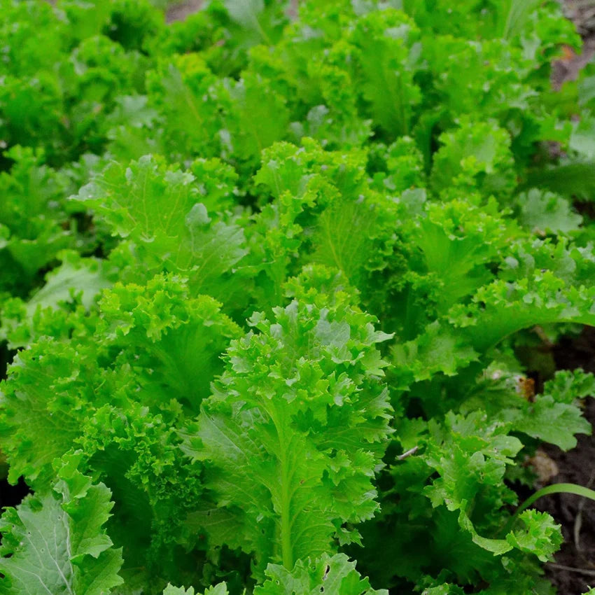 500 Seeds Mustard Southern Giant Curled Brassica juncea - Hearty Curled Greens for Home Gardens, Fast-Growing, Cold Hardy