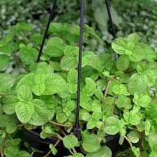 Creeping Charlie Friendship Plant Live Ground Cover Pilea Nummulariifolia Indoor Outdoor Trailing Vine