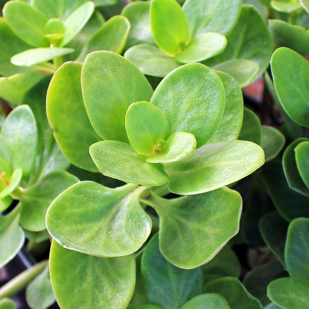Fairy Crassula Succulent Cuttings 3" - Crassula Multicava, Calico Kitten, Easy Care Houseplant, Rare Succulent for Gardening