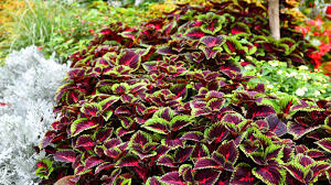 10 Coleus Unrooted Cuttings 2-6 Inches Mixed Colors & Patterns Tropical Shade Plant for Gardens & Containers