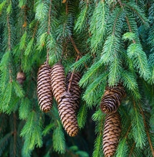 Norway Green Spruce Seeds, Picea abies, Evergreen Tree for Landscaping, Holiday Decorations, Hardy Garden Tree, 50 Seeds