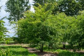 Chinese Elm Rooted Cuttings - Ulmus parvifolia for Bonsai, Ornamental Tree, Hardy Garden Plant, Lacebark Elm