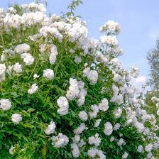 4 Iceberg Rose Unrooted Cuttings - Propagation, White Blooms, Rosa 'Iceberg', Garden, Landscape, Easy to Root