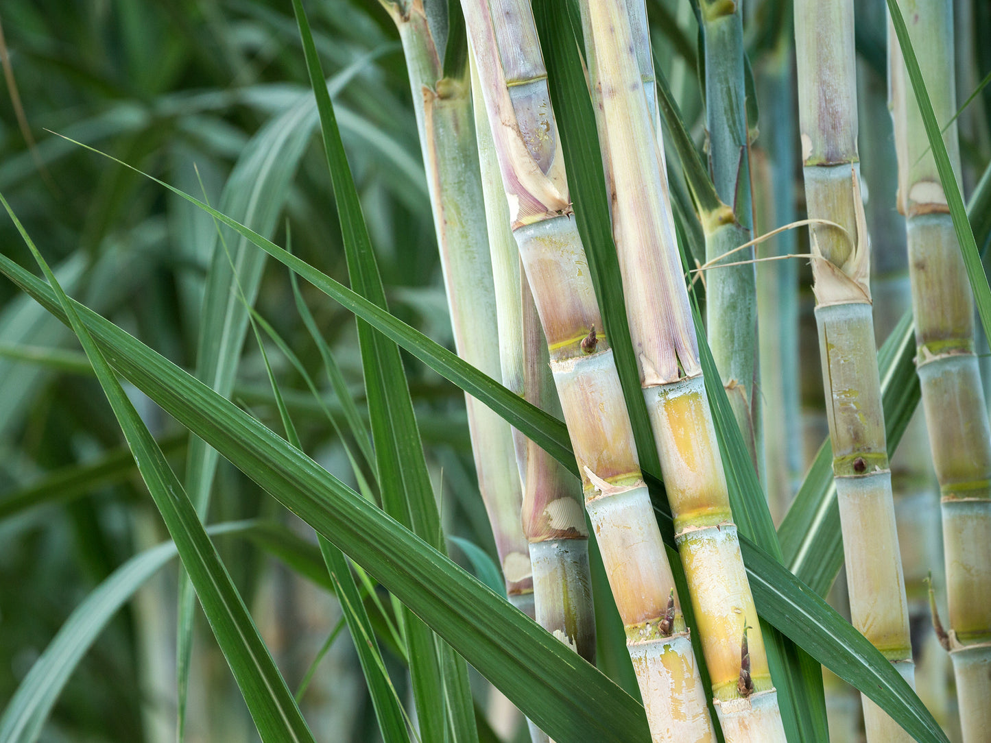 Sugarcane Cuttings 3 Pack Saccharum officinarum Tropical Grass for Planting Edible Stalks