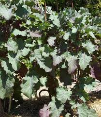 Unrooted Purple Tree Kale Cuttings - Brassica oleracea, Edible Perennial, Rare Garden Plant, Purple Tree Collard, 2 Pack
