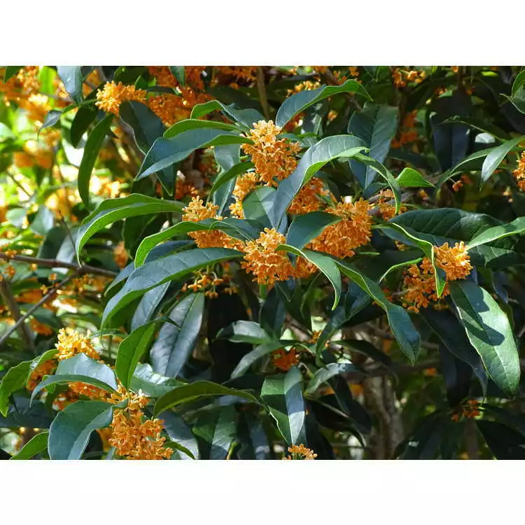 Osmanthus fragrans 'Apricot Echo' Fragrant Tea Olive Starter Plant - Evergreen Shrub with Apricot Scented Flowers