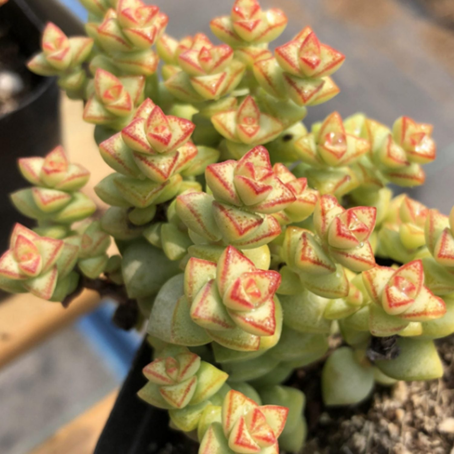 Crassula Tom Thumb Succulent Cuttings - 3-4 Inch White Spring Flowers, Drought Tolerant, Easy Care, Propagation Plants