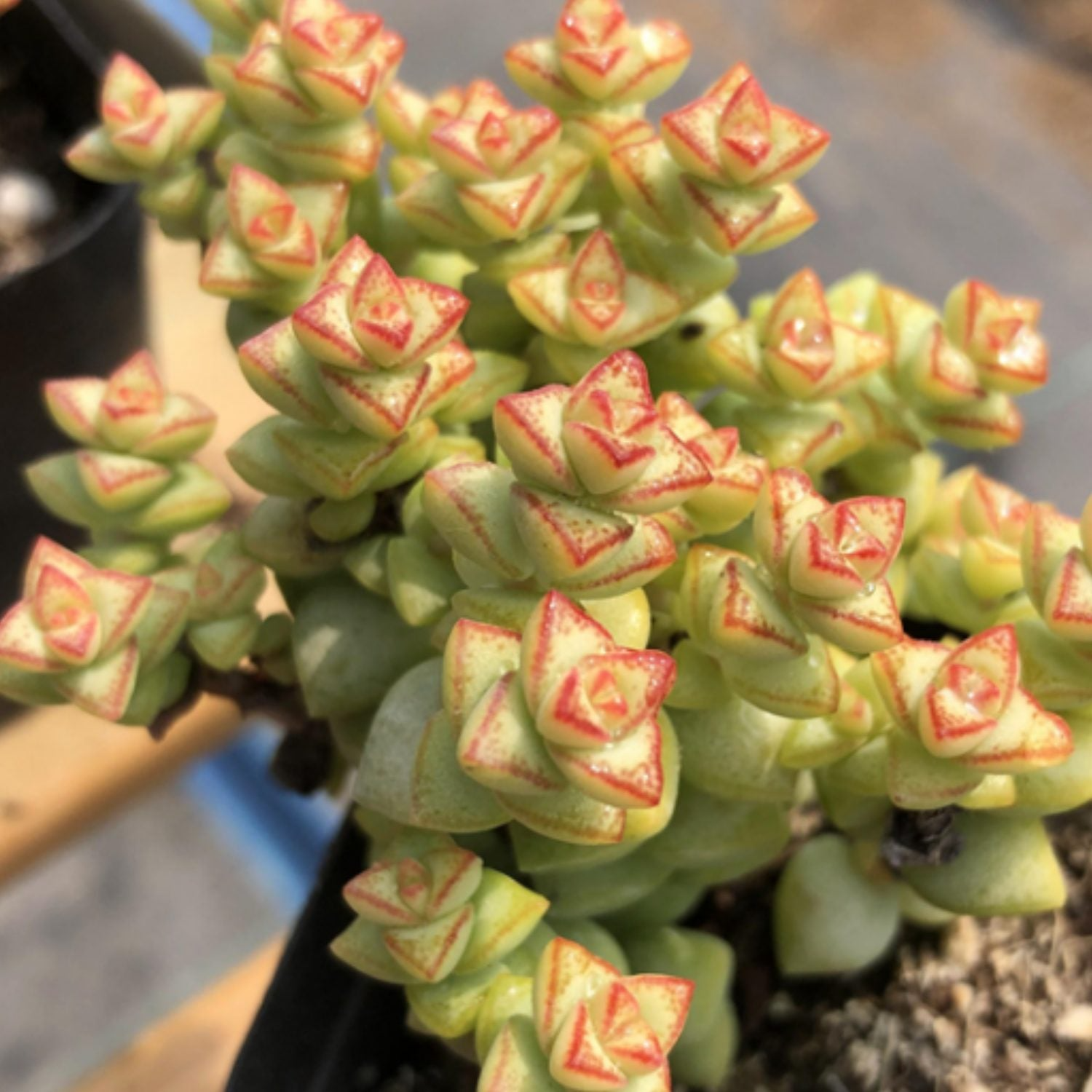 Crassula Tom Thumb Succulent Cuttings - 3-4 Inch White Spring Flowers, Drought Tolerant, Easy Care, Propagation Plants