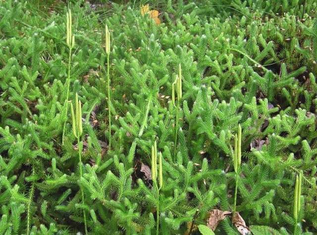Lycopodium sitchense Club Moss 12" Wild Alaskan Groundcover Spore-Producing Fern Relative Zone 3-7
