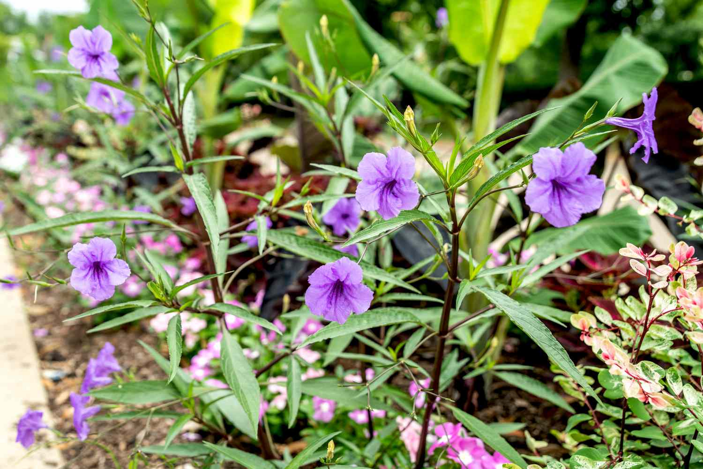 Rooted Cuttings Mexican Petunia (Ruellia simplex) Purple Perennial Flowers for Garden Borders