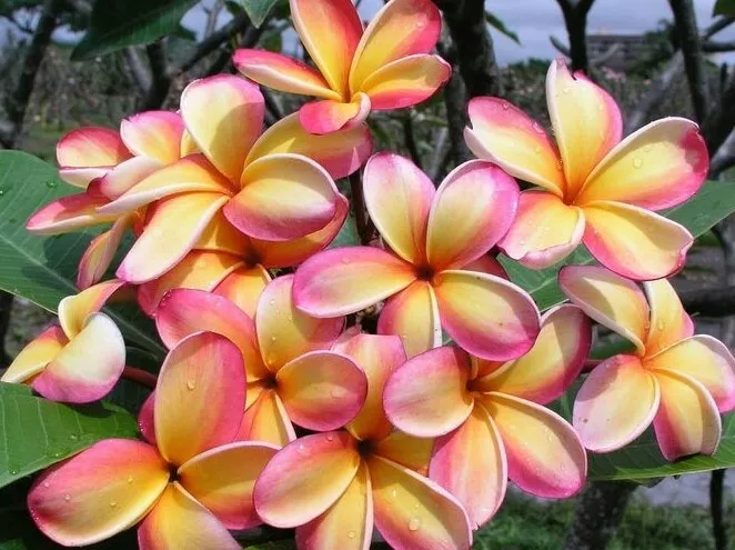 Lei Rainbow Plumeria Cuttings - 9-12 Inch Fragrant Tropical Plant for USDA Zones 10-12