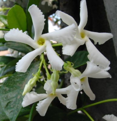 White Star Jasmine Cuttings - 6 Live Trachelospermum jasminoides Fragrant Vine for Propagation