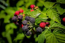 5 Cumberland Black Raspberry Plants – Rubus occidentalis, Live Fruit Shrubs, Edible Berries, Heirloom, Cold-Hardy, Zone 4-8