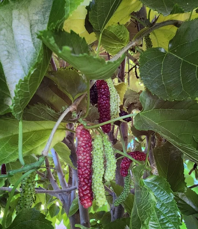 Pakistan Mulberry Cuttings 10 Pack - Morus macroura Fruit Tree Grafting Stock for Zones 7-10