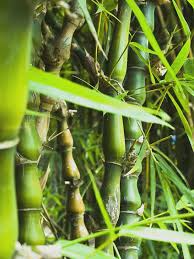 Bambusa ventricosa Buddha Belly Bamboo Cutting | Clumping Bamboo, Swollen Internodes, USDA Zones 9-11