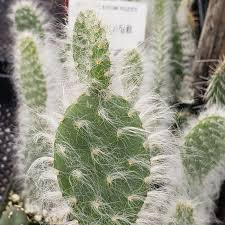Opuntia 'Snow' Fuzzy Prickly Pear Cuttings – Cold Hardy, Drought Tolerant, Edible Pads & Fruit, CA Native, Pollinator Magnet