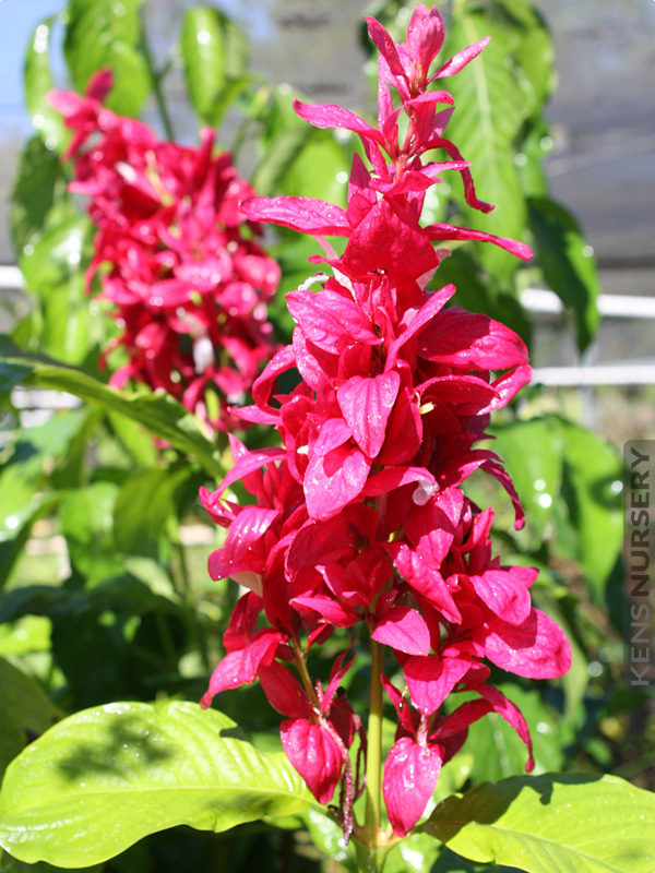 Brazilian Red Cloak Cuttings - 7 Live Stem Cuttings of Megaskepasma erythrochlamys, Tropical Evergreen Shrub with Red Bracts