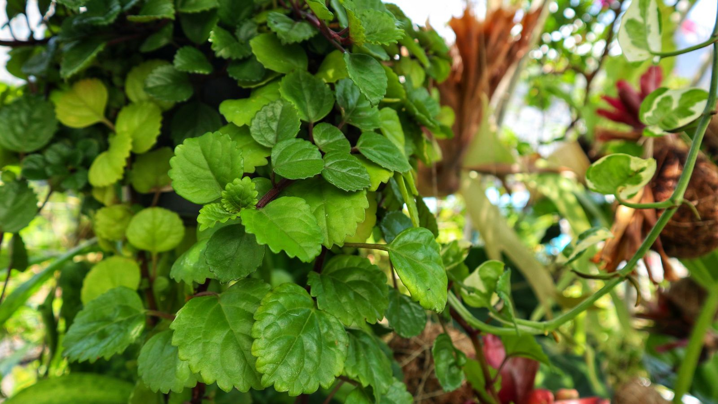 Organic Swedish Ivy Cuttings - 10 Trailing Houseplants, Plectranthus verticillatus, Low Light Tolerant, Air Purifying, Easy Care, Hanging or Ground Cover