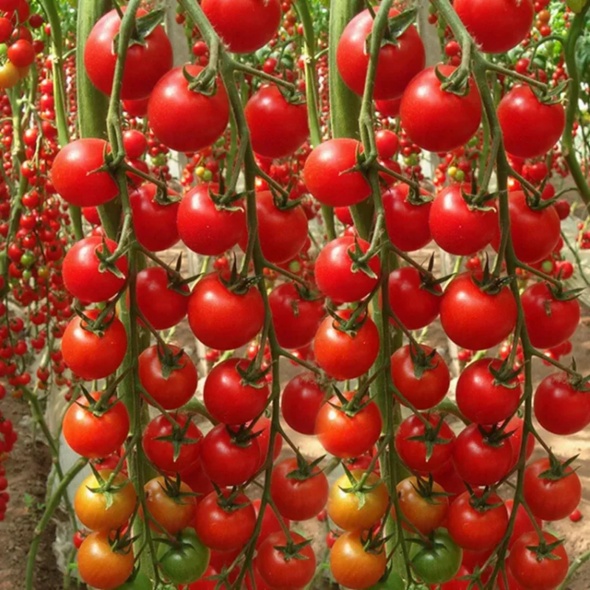 200 Seeds Waterfall Tomato Heirloom Non-GMO High-Yield Cherry Tomato Seeds for Gardens & Containers