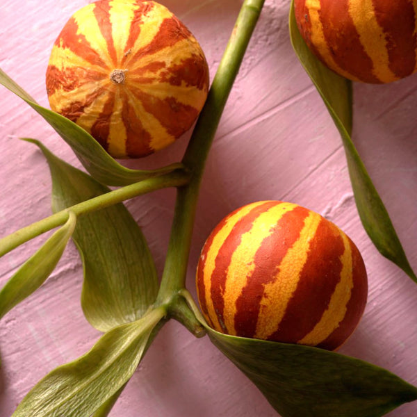 10 Tigger Melon Seeds | Rare Striped Cucumis melo Heirloom Mini Melons with Fragrant Flesh | Garden Favorite, Non-GMO