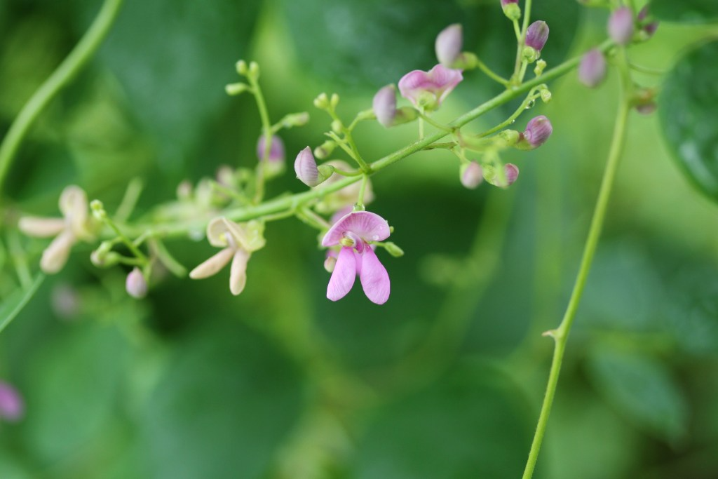 5 Seeds Phaseolus polystachios Wild Kidney Bean Vine Climber Native Legume for Garden & Landscaping