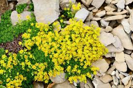 Golden Creeping Sedum Bare Root Plants – Drought Tolerant, Low Maintenance, Yellow Perennial Ground Cover, Sedum acre for Garden and Landscaping