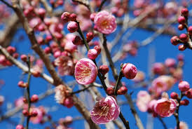Prunus mume Cuttings - 4 Pack - Japanese Flowering Apricot with Pink Winter Blooms - Ornamental Deciduous Tree