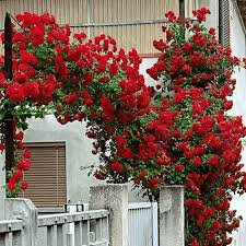 20 Red Climbing Rose Seeds - Fragrant Perennial Vine for Trellises, Arbors & Fences - Rosa spp.