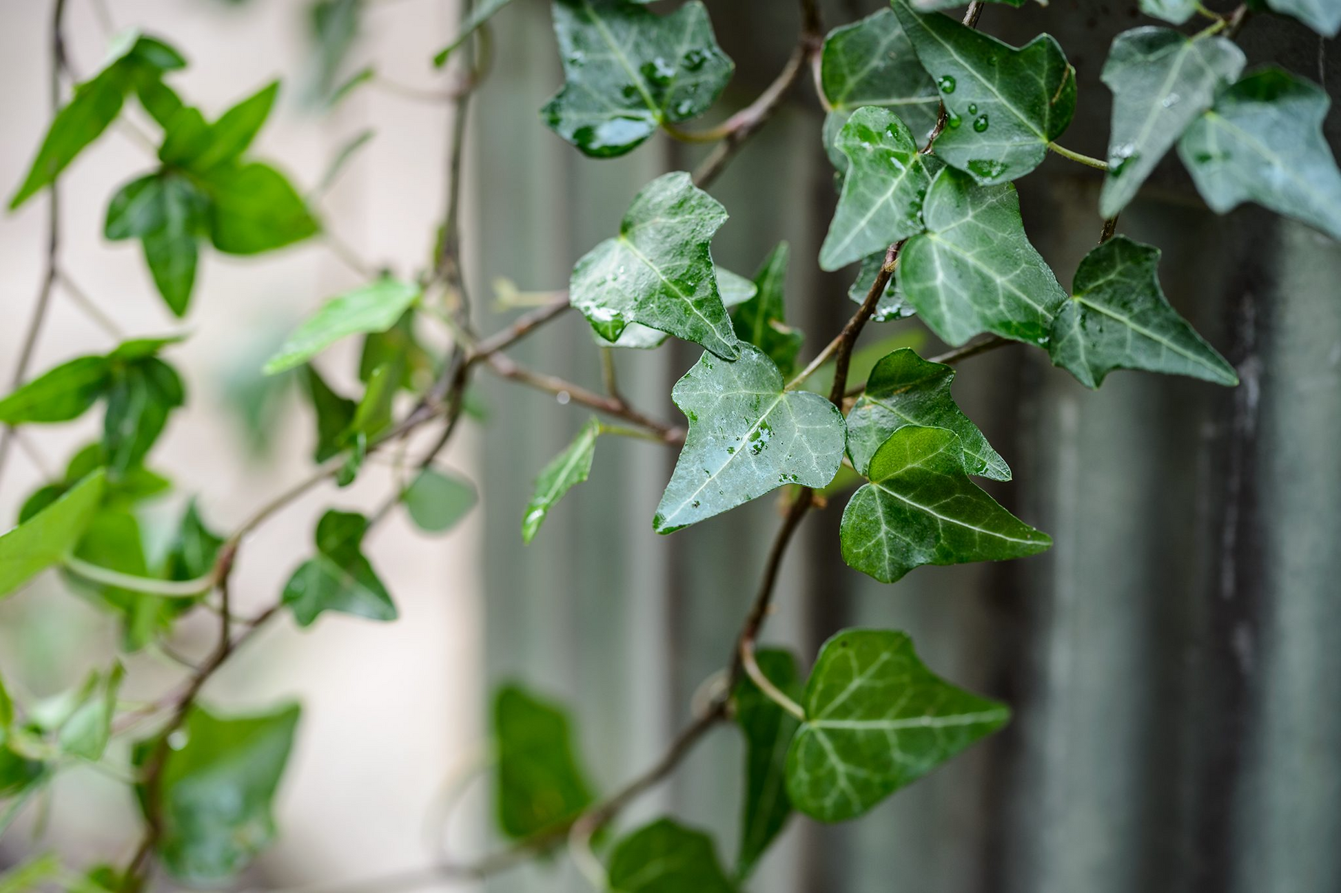 12 English Ivy Cuttings - Live Hedera helix Plant for Indoor & Outdoor, Rooted, Low Maintenance, Fast Growing Garden Vine
