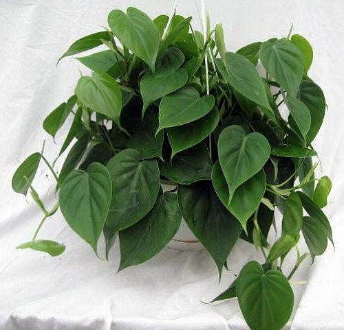 2" Rooted Philodendron Cordatum Starter Plants, Heartleaf Vine Cuttings, Indoor/Outdoor, Easy to Grow, Pet-Friendly, Air Purifying