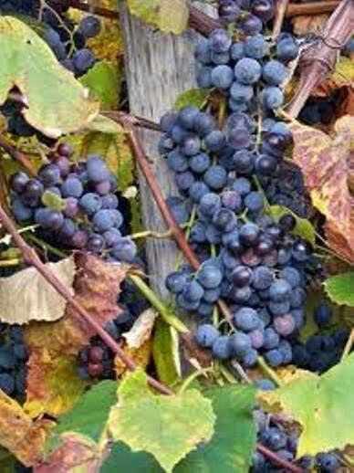 Concord Grape Vine Cuttings 12-Pack Organic Unrooted 6 Inch Hardy Perennial Fruit Vine Zones 4-8