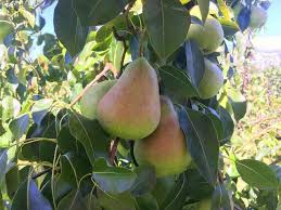 Shenandoah Pear Tree Scions - Unrooted Cuttings 10-12 Inches for Grafting & Rooting - Pyrus communis Sweet Pear Fruit Tree Propagation