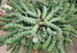 Crassula Marnieriana Baby Necklace Variegated Succulent Cuttings - 6 Live 2-3 Inch Cuttings for Propagation