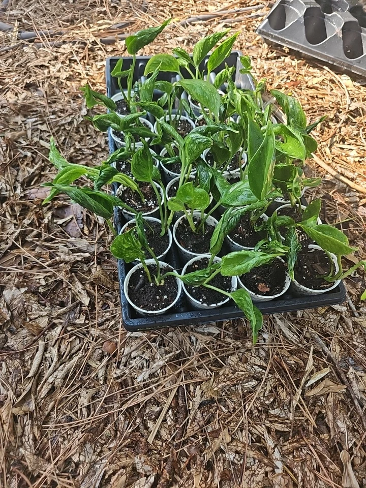 Shangri-La Pothos Cuttings - 2 Rooted Nodes, Rare Indoor Vine, Easy-Care Epipremnum aureum, Low Light Tolerant Houseplant