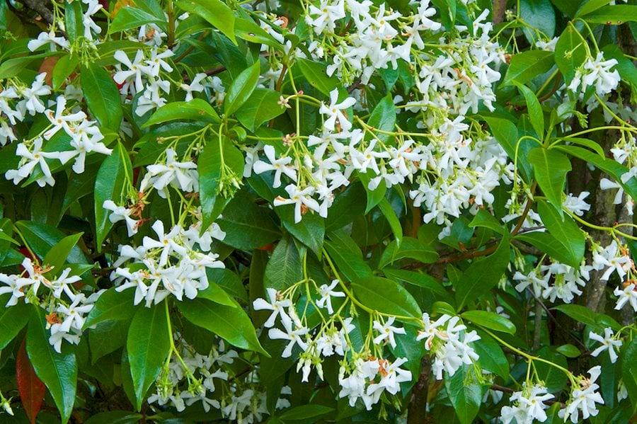 7 Jasminoides Trachelospermum Star Jasmine Cuttings, 6" Unrooted Fragrant Flowering Plant for Vines, Gardens, Trellises