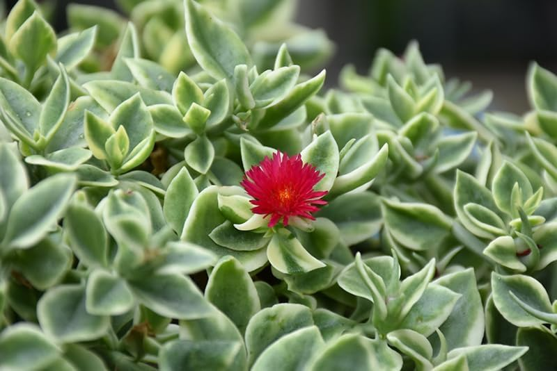 Variegated Baby Sun Rose Live Starter Plants - Aptenia Cordifolia Variegata, Trailing Succulent, Groundcover, Drought Tolerant
